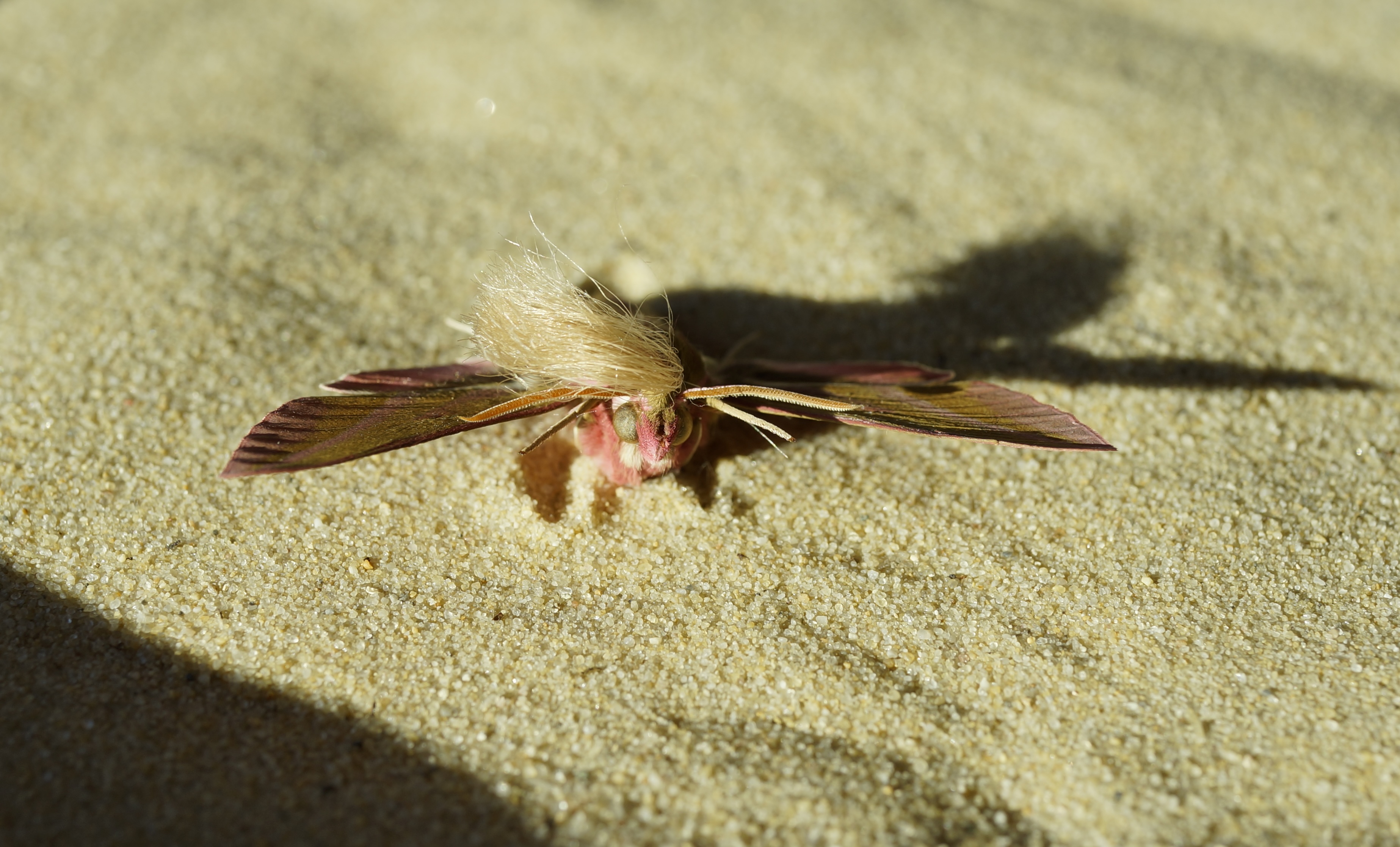Neopalpa donaldtrumpi image 1