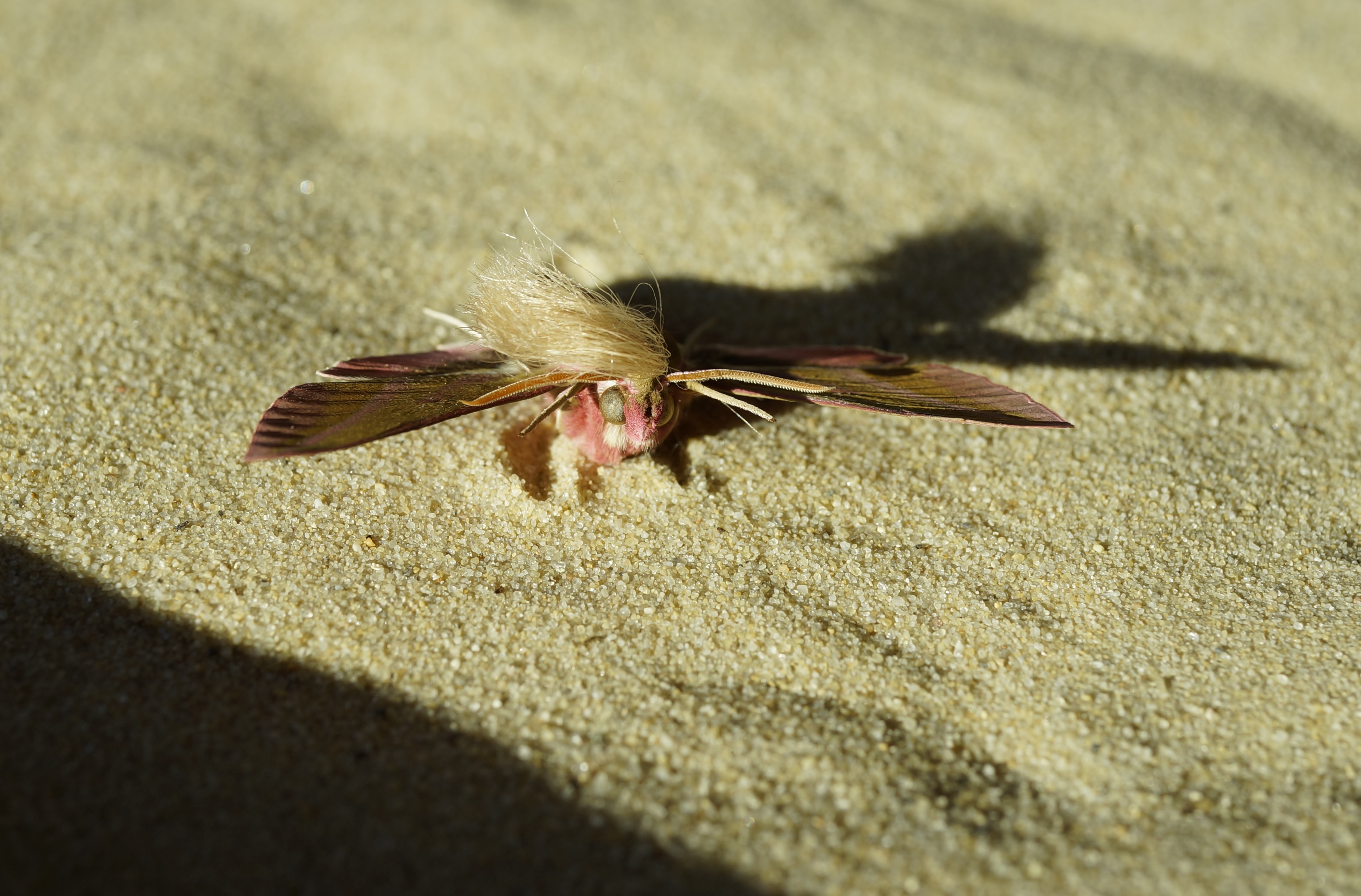Neopalpa donaldtrumpi image 2